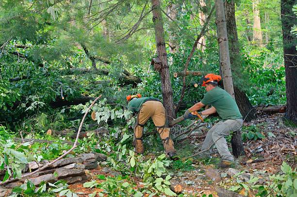 Tree Root Removal in Daleville, VA